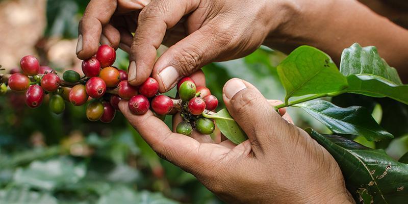 Alles over Arabica koffie